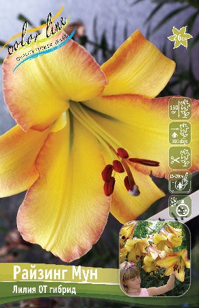 Лилия РАЙЗИНГ МУН 16/18 (3 шт)