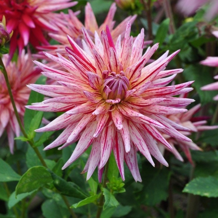 Минивитрина Георгин Алан Мимоун