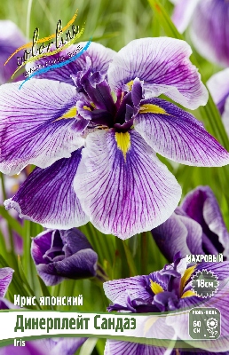 Ирис Сандаэ (1 шт)