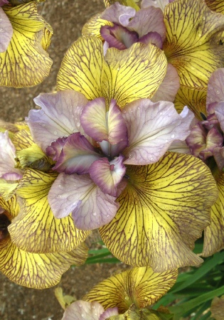 Ирис Фоллоу Зе Хани (1 шт)