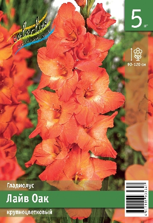 Гладиолус ЭКОНОМ-СЕРИЯ ЛАЙВ ОАК (5 шт)