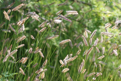 Бутелуа Бэд Риве (1 шт)