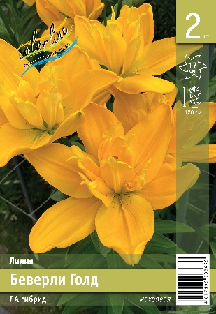 Лилия ЭКОНОМ-СЕРИЯ БЕВЕРЛИ ГОЛД (2 шт)