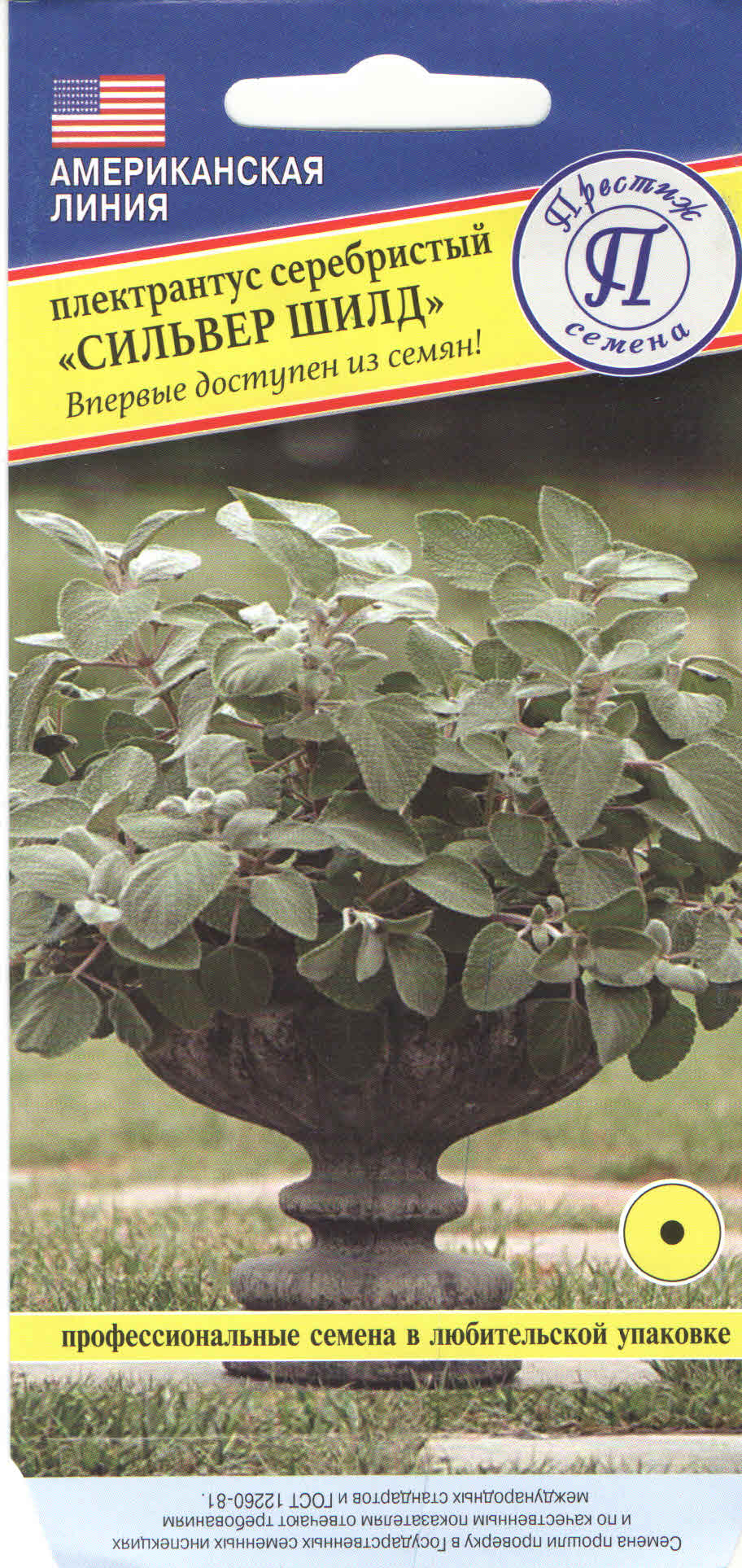 Плектрантус Сильвер Шилд серебристый 3 др