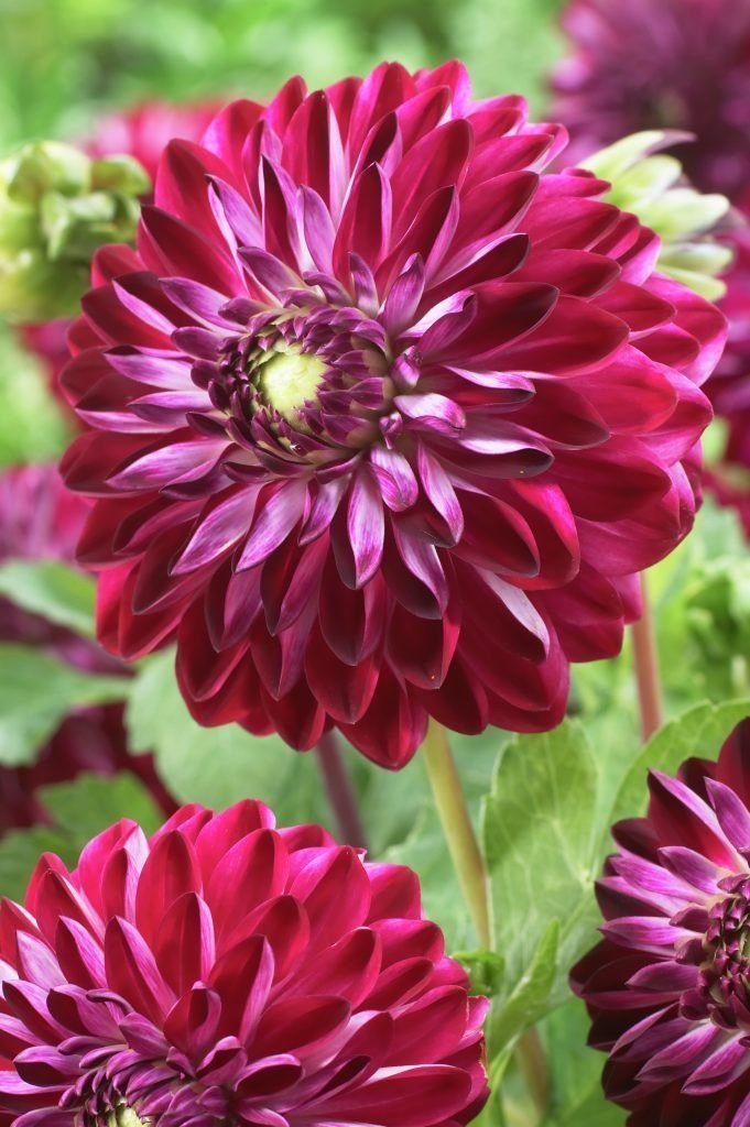 Минивитрина Георгин Осириум