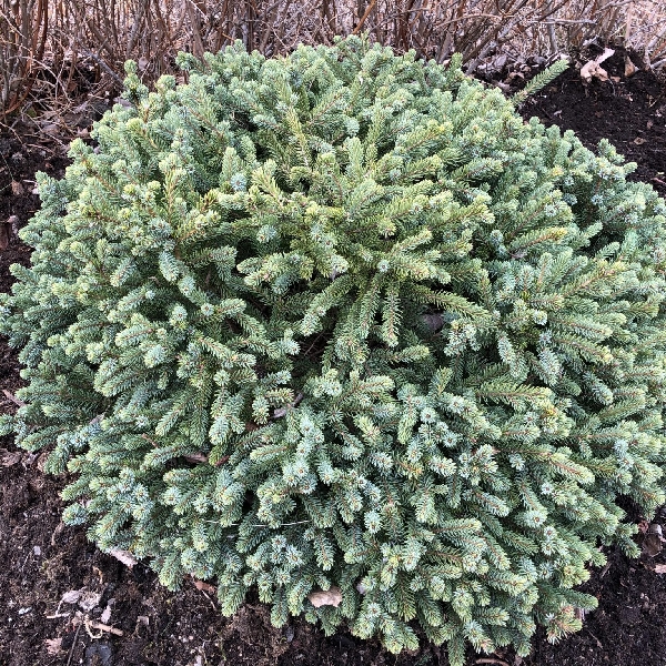 Ель канадская Эхиниформис С3 20-25cm