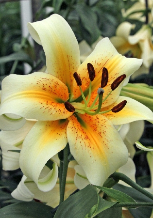 Лилия ЭКОНОМ-СЕРИЯ МИСТЕР КАС (1 шт)