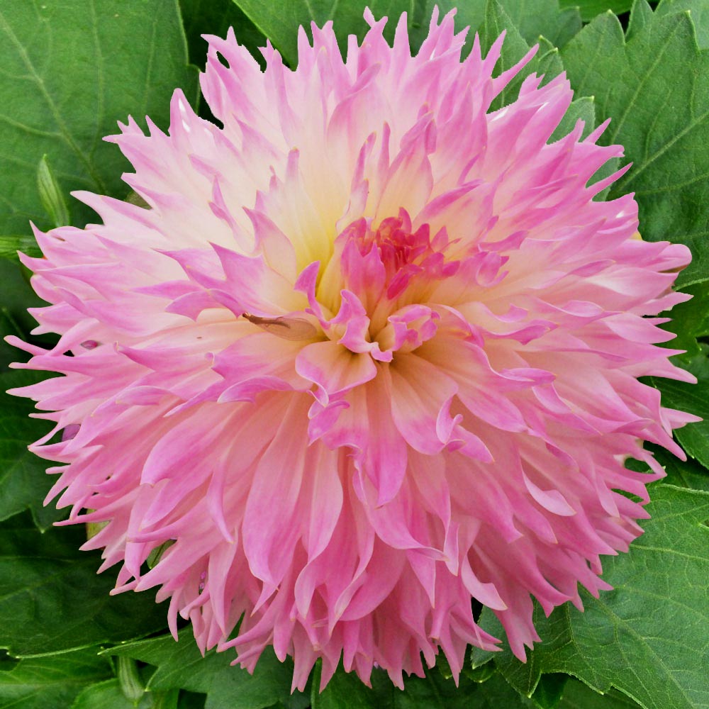 Минивитрина Георгин Надя Рут (15 шт)