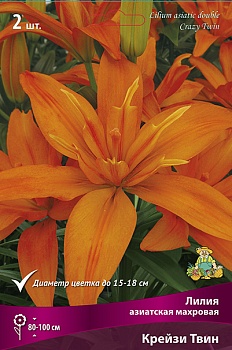 Лилия Крейзи Твин (3 шт)