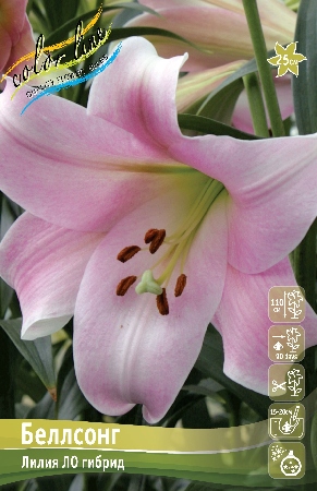 Лилия БЕЛЛСОНГ 16/18 (3 шт)