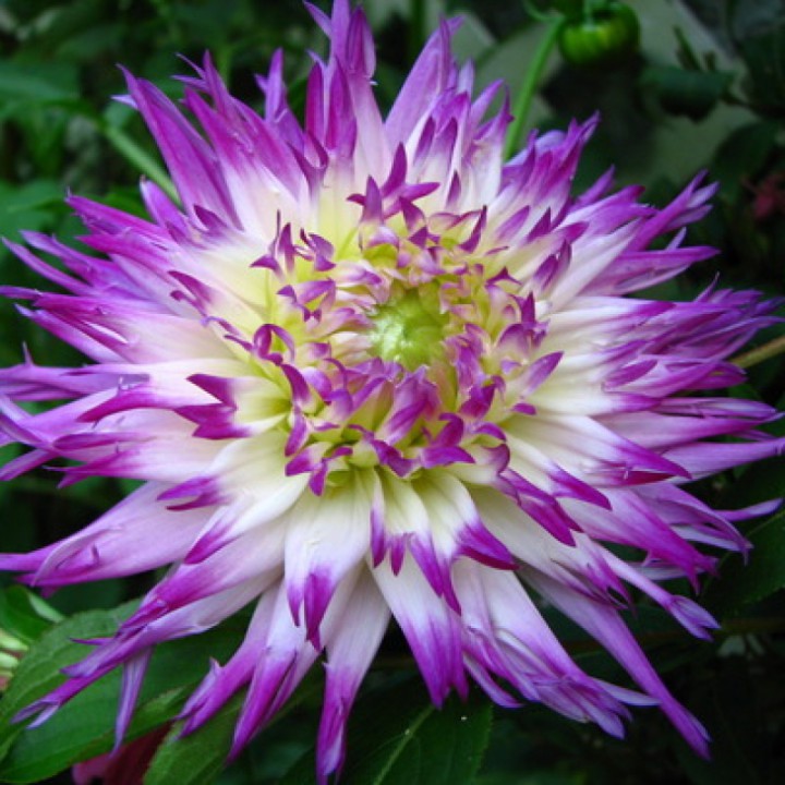 Минивитрина Георгин Веритейбл (15 шт)