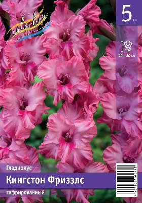 Гладиолус ЭКОНОМ-СЕРИЯ КИНГСТОН ФРИЗЗЛС (5 шт)