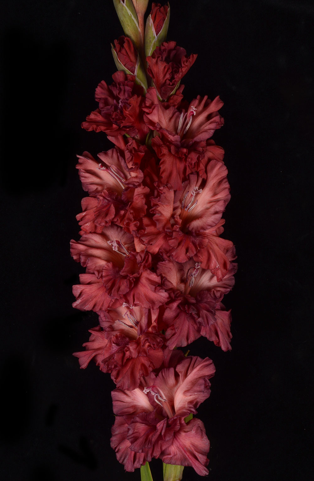 МАКСИ Гладиолус Всё В Шоколаде (15 шт)