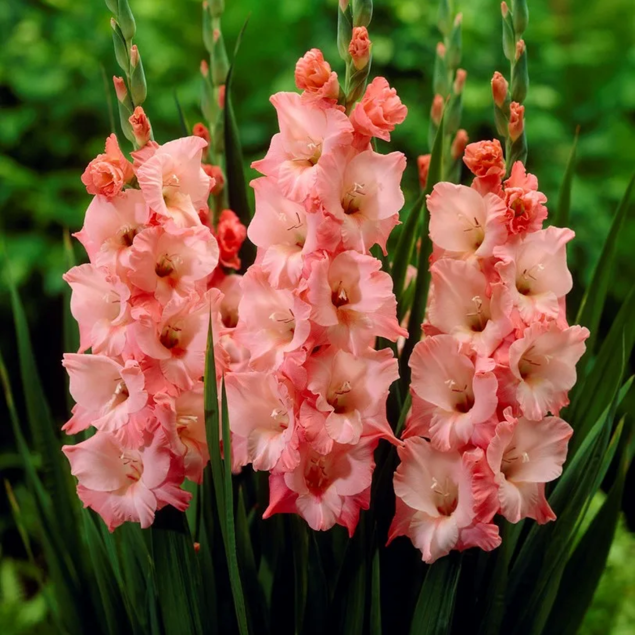 Гладиолус Нью Релиз (8 шт)