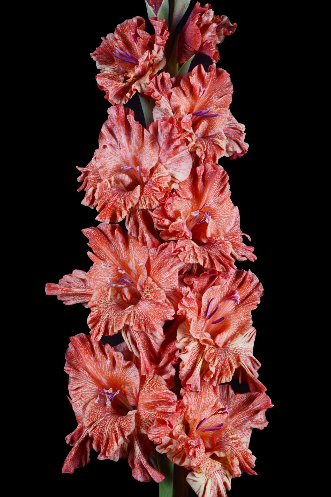 МАКСИ Гладиолус Муаровый Иней (15 шт)