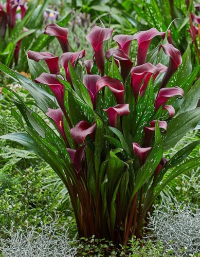 Калла Макао (2 шт)