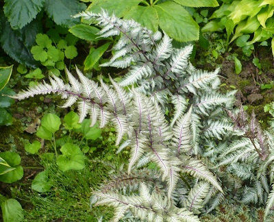 Кочедыжник Бургунди Ред (1 шт)