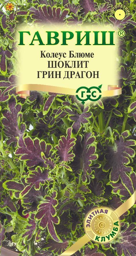 Колеус Шоклит грин Драгон 4шт Элитная клумба