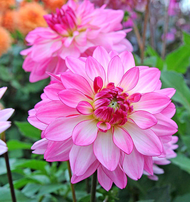 Минивитрина Георгин Сайнцерити (15 шт)