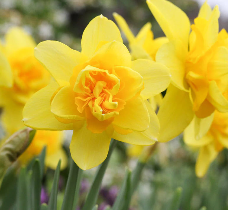 Нарцисс Йеллоу чирфулнесс (5 шт)
