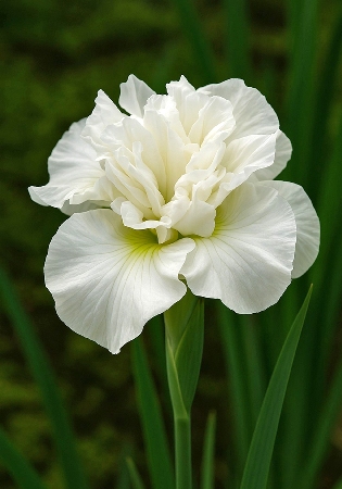 Ирис Мун Даззл (1 шт)