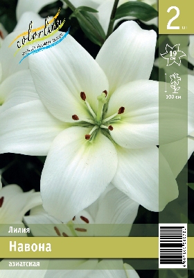 Лилия ЭКОНОМ-СЕРИЯ НАВОННА (2 шт)