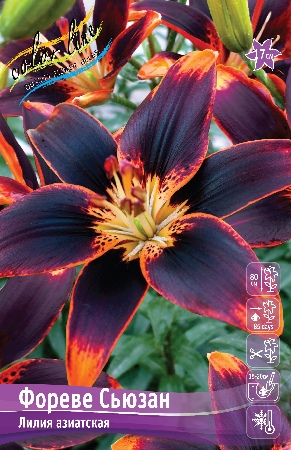 Лилия ФОРЕВЕ СЬЮЗАН 16/18 (3 шт)