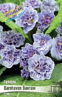 Примула Винтаж (1 шт)