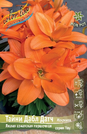 Лилия ТАЙНИ ДАБЛ ДАТЧ 14/16 (3 шт)