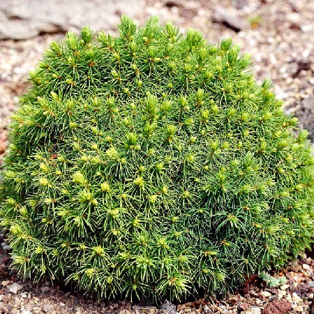 Ель канадская Альберта Глоуб С3 20-25cm