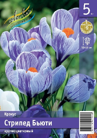 Крокус ЭКОНОМ-СЕРИЯ СТРИПЕД БЬЮТИ (5 шт)