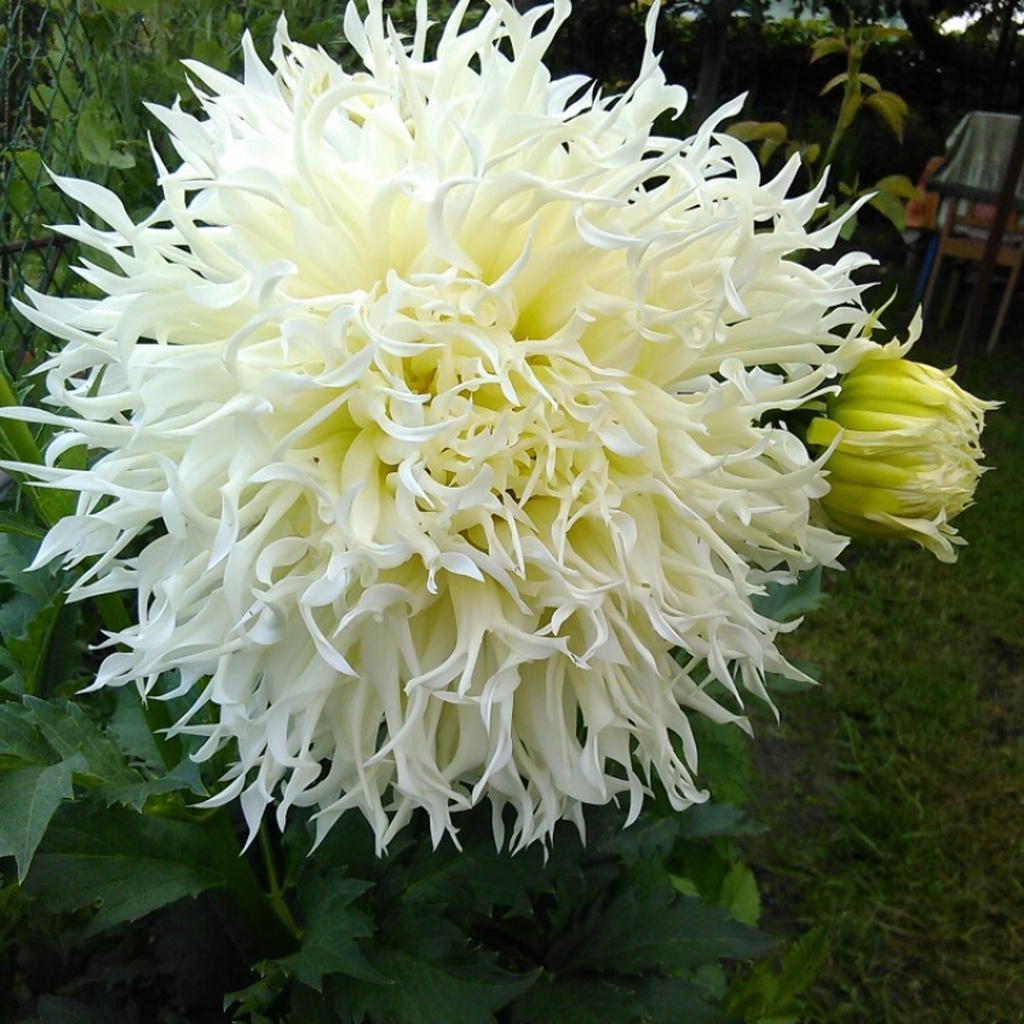 Георгин Цуки Йори Но Шиша (1 шт)