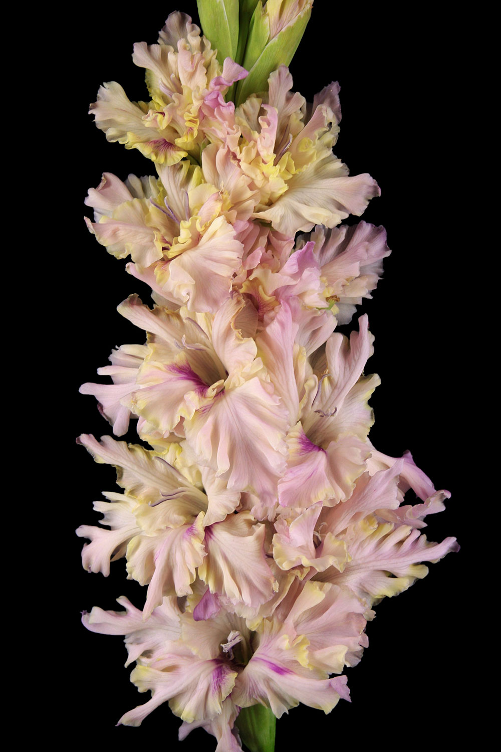 Гладиолус Алиса В Стране Чудес (5 шт)