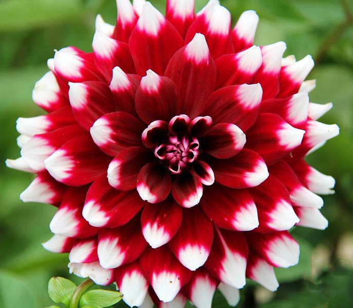 Минивитрина Георгин Ред Емпаер (15 шт)