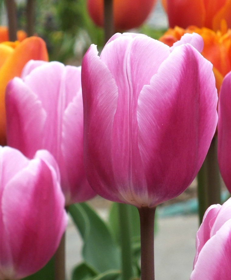 Тюльпан Аафке (7 шт)