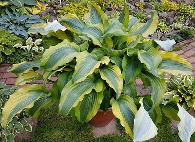 Хоста Манки Бизнес (1 шт)