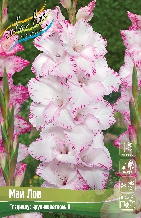 Гладиолус Май Лов (10 шт)