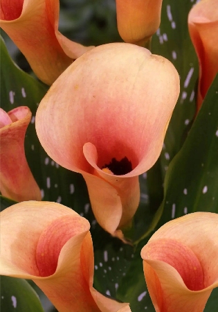 Калла Окланд (2 шт)