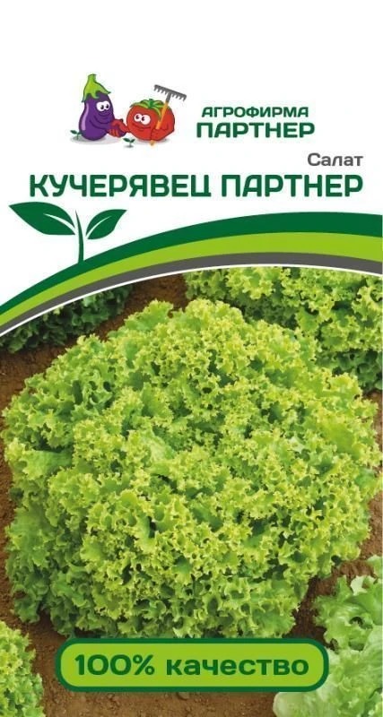 Салат Кучерявец Партнер 1г