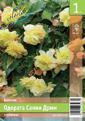 Бегония ЭКОНОМ-СЕРИЯ ОДОРАТА САННИ ДРИМ (1 шт)