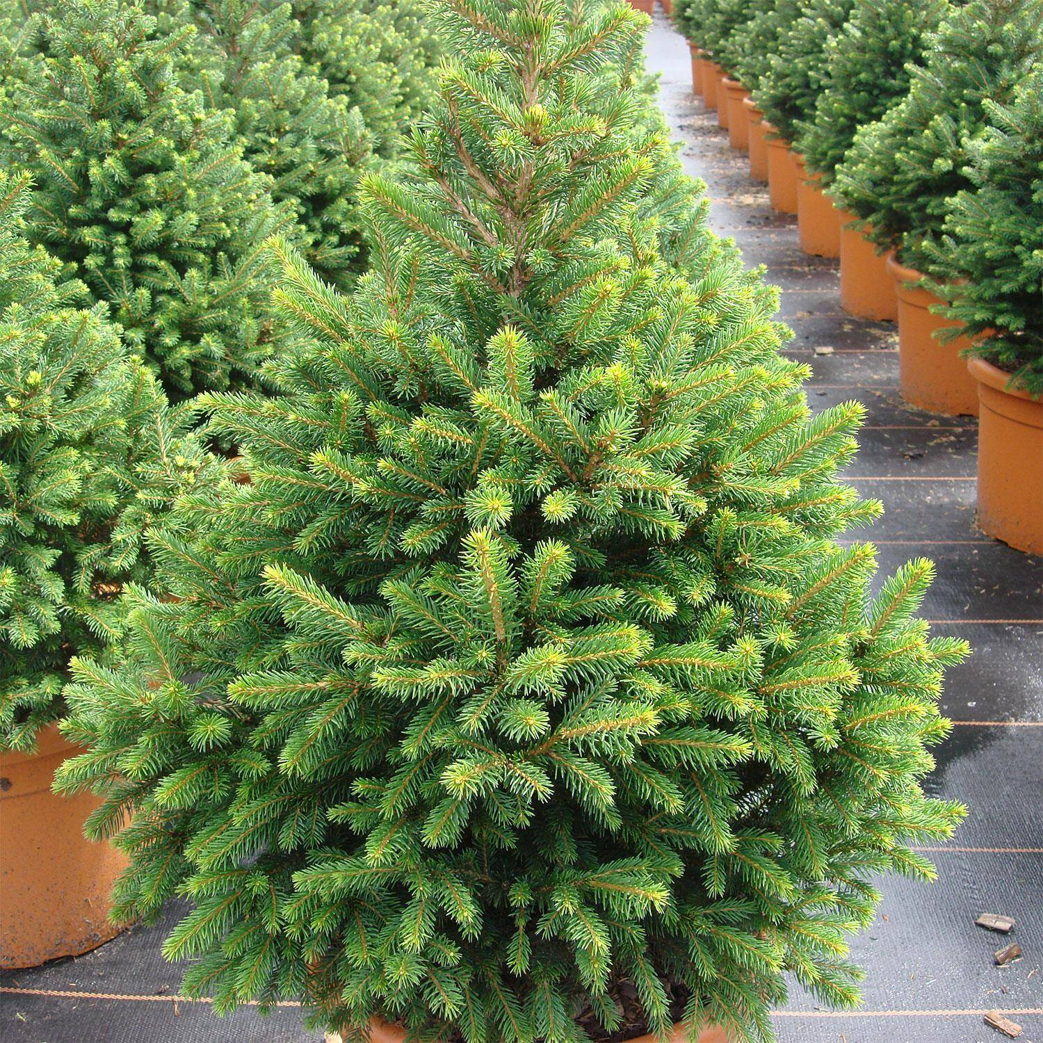 Ель обыкновенная Виллс Цверг C3 25-30cm