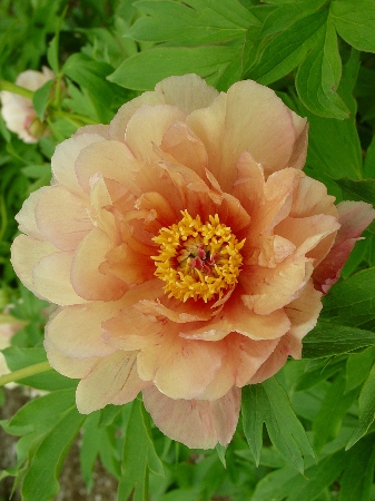 Пион Саммер Сансет (Ито) (1)