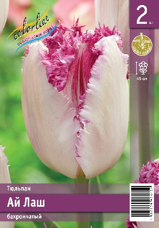 Тюльпан ЭКОНОМ-СЕРИЯ АЙ ЛАШ (2 шт)