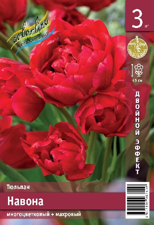 Тюльпан ЭКОНОМ-СЕРИЯ НАВОНА (3 шт)