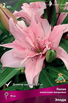 Лилия Элоди (3 шт)