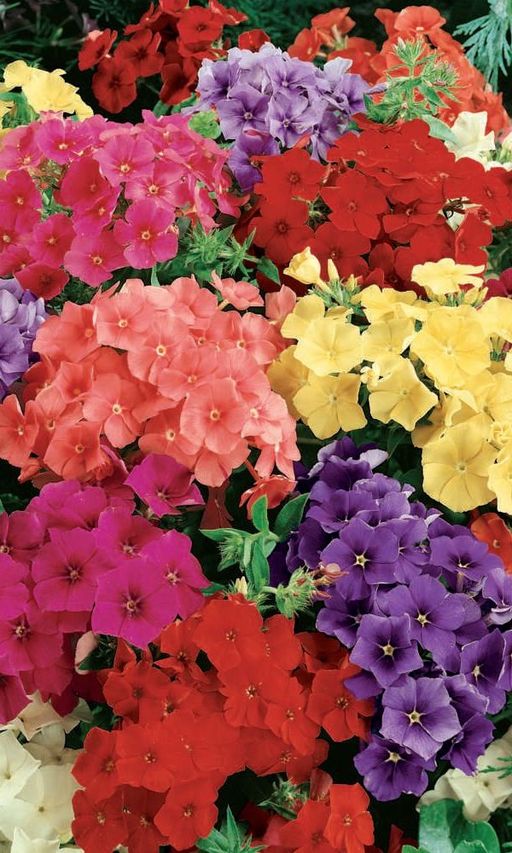 Флокс Микс (2 шт)