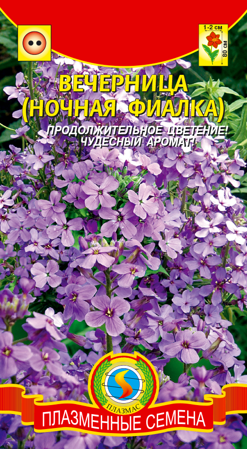 цВечерница Ночная фиалка смесь