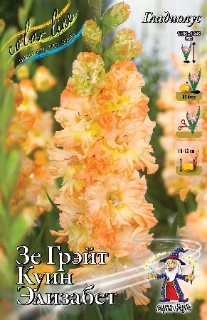 Гладиолус Зе Грэйт Куин Элизабет 12/14 (7 шт)