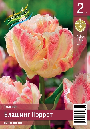 Тюльпан ЭКОНОМ-СЕРИЯ БЛАШИНГ ПЭРРОТ (2 шт)
