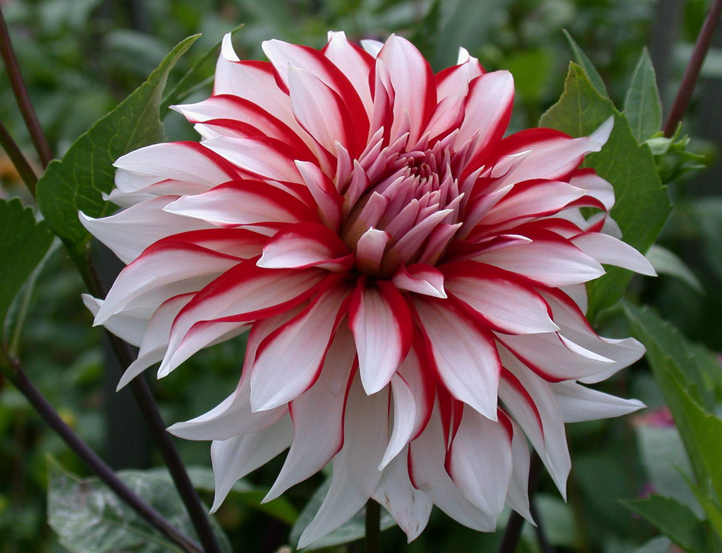 Минивитрина Георгин Санта Клаус (15 шт)